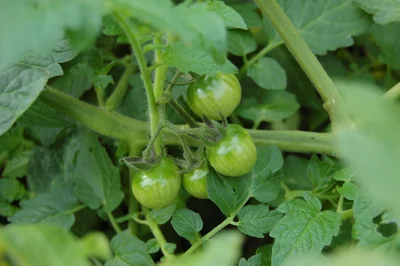 Les tendances 2026 pour transformer mon jardinier bio en allié écoresponsable